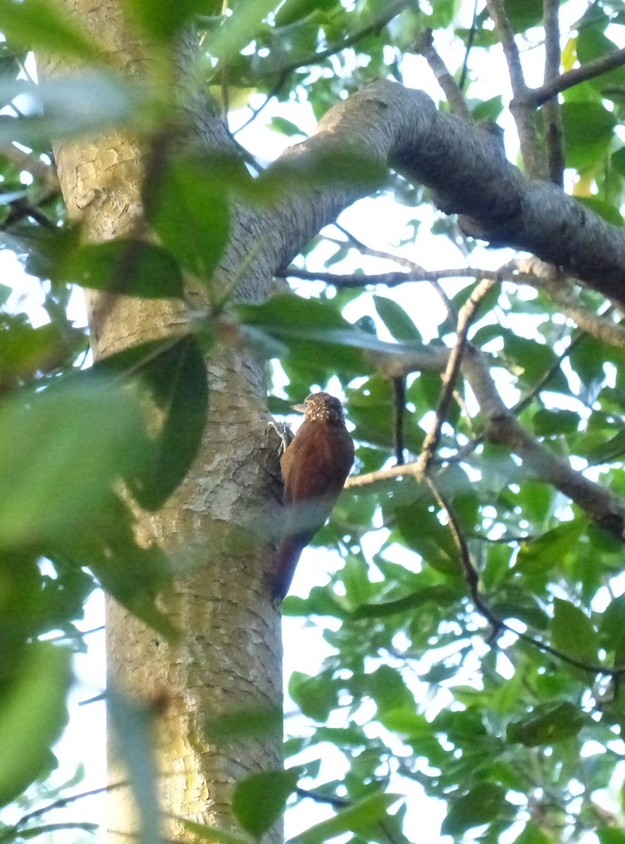 Straight-billed Woodcreeper - ML641853468