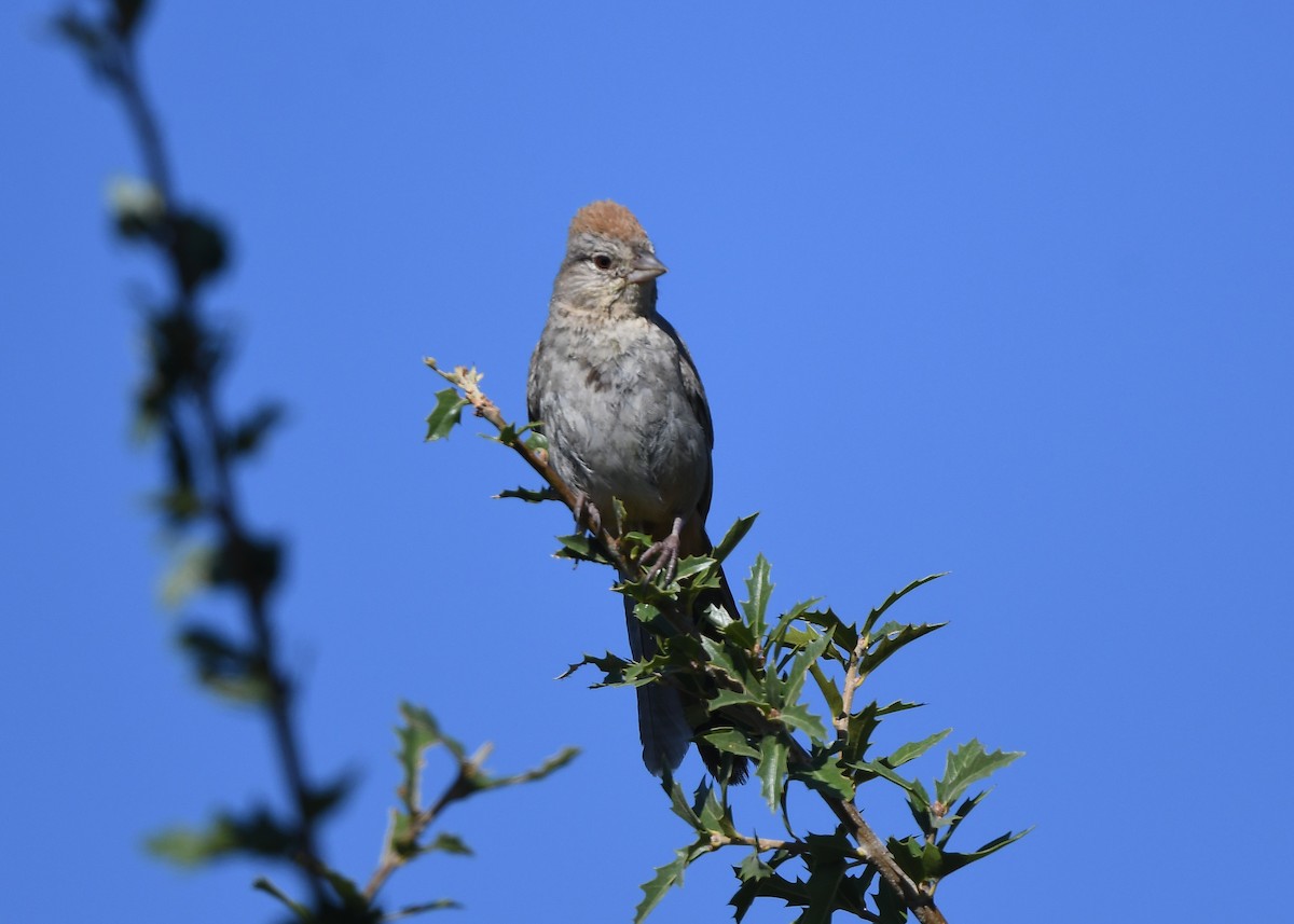 Canyon Towhee - ML641853479