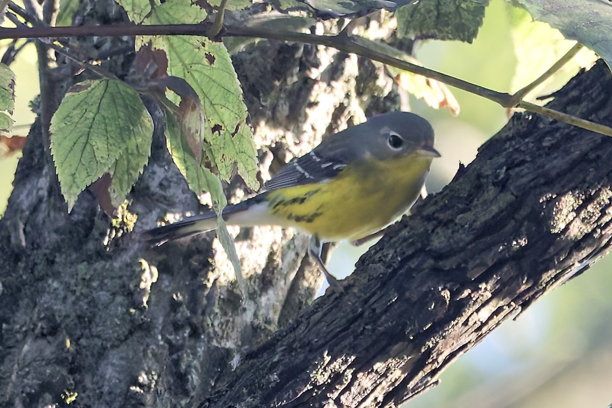 Magnolia Warbler - ML641853515