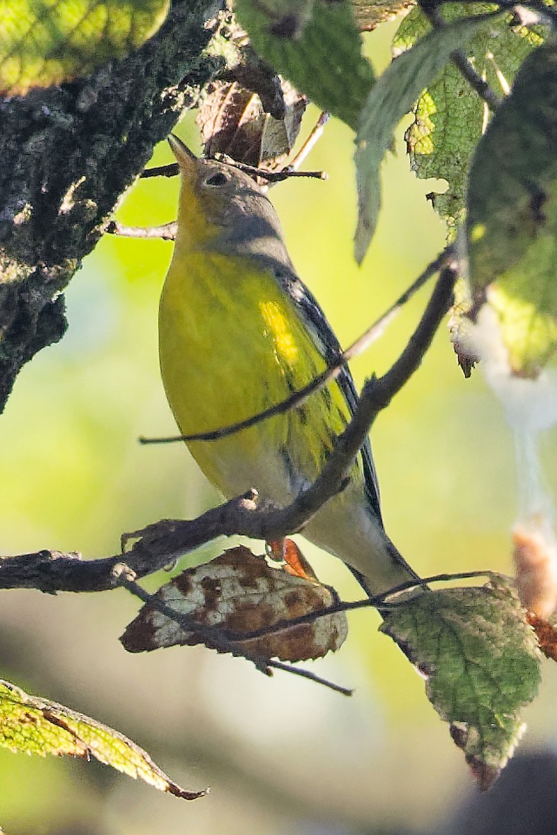 Magnolia Warbler - ML641853516