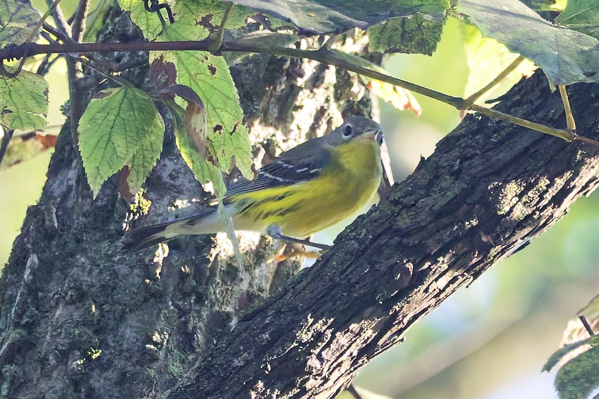 Magnolia Warbler - ML641853517