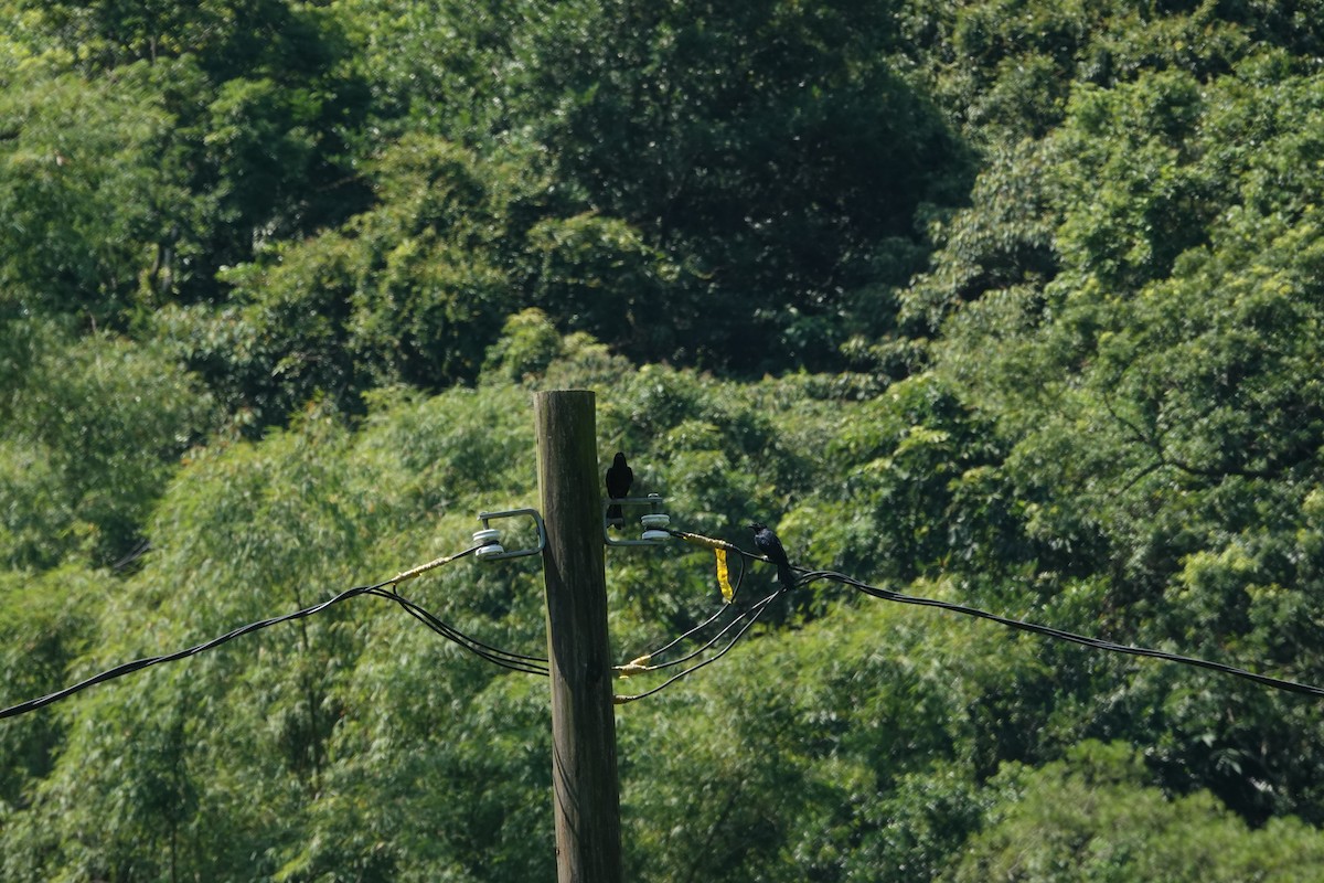 svartdrongo - ML641853518