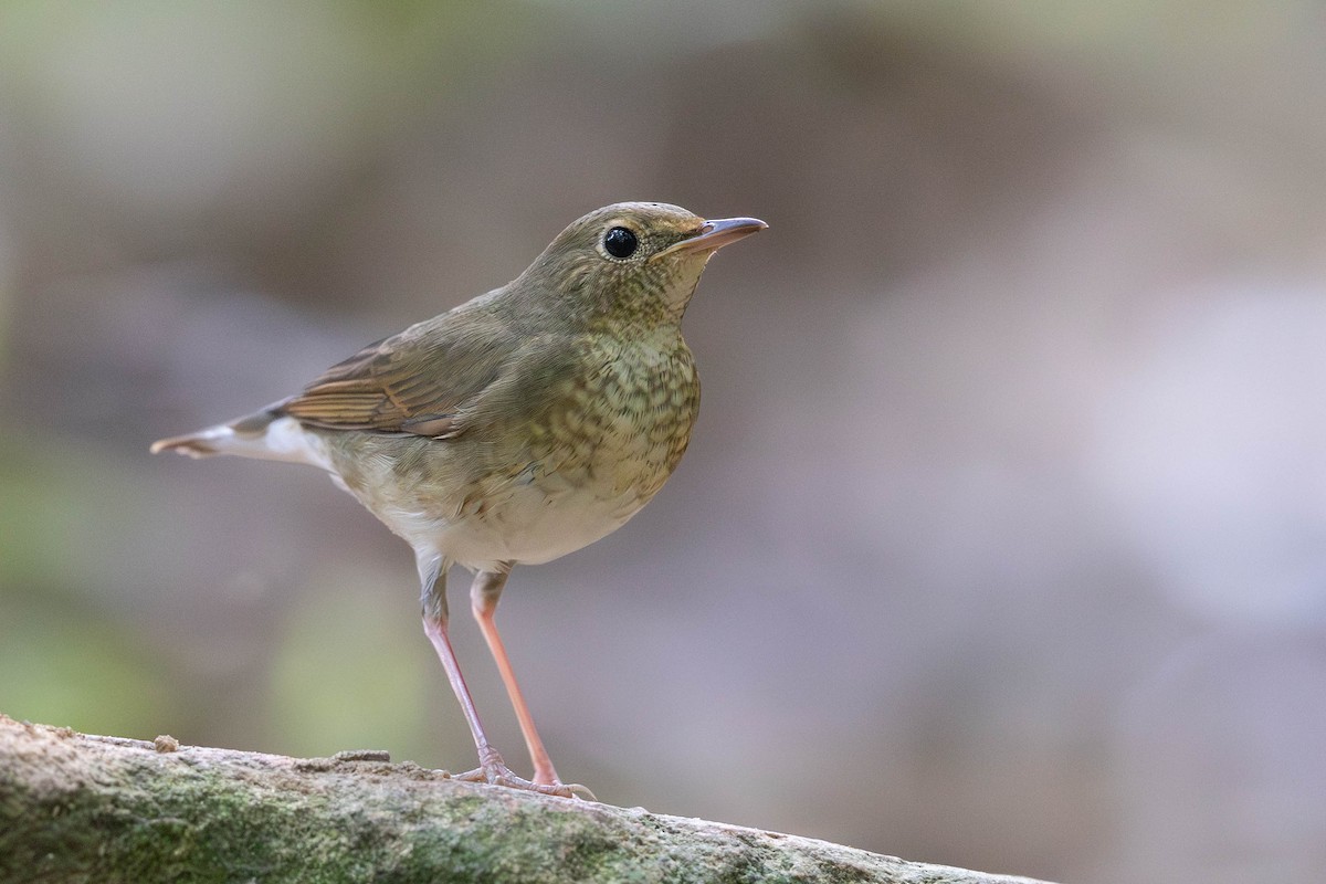 Siberian Blue Robin - ML641853556