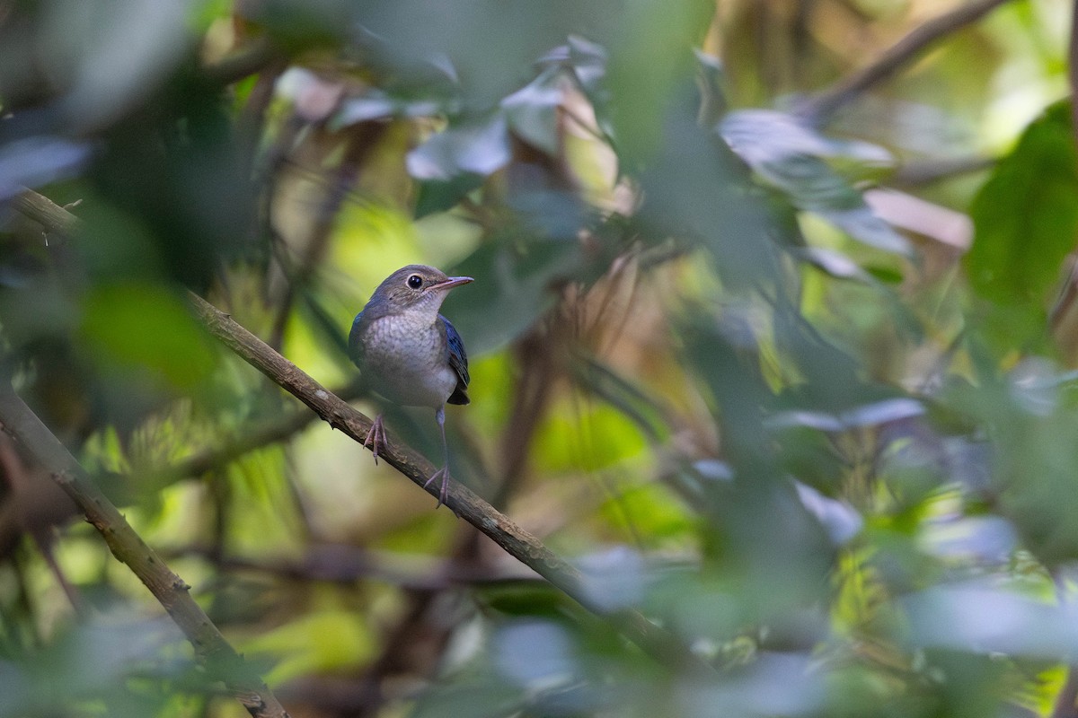 Siberian Blue Robin - ML641853557