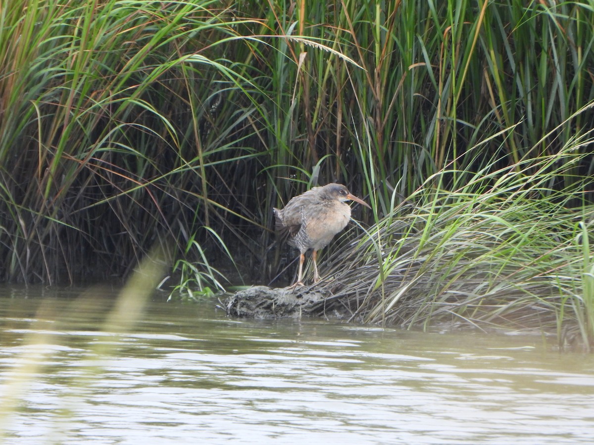 Clapper Rail - ML641853571