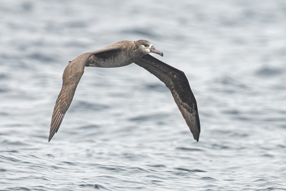 Black-footed Albatross - ML641853575