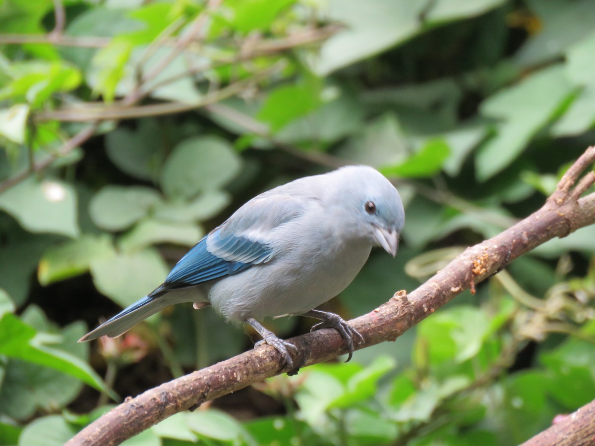Blue-gray Tanager - ML641853577