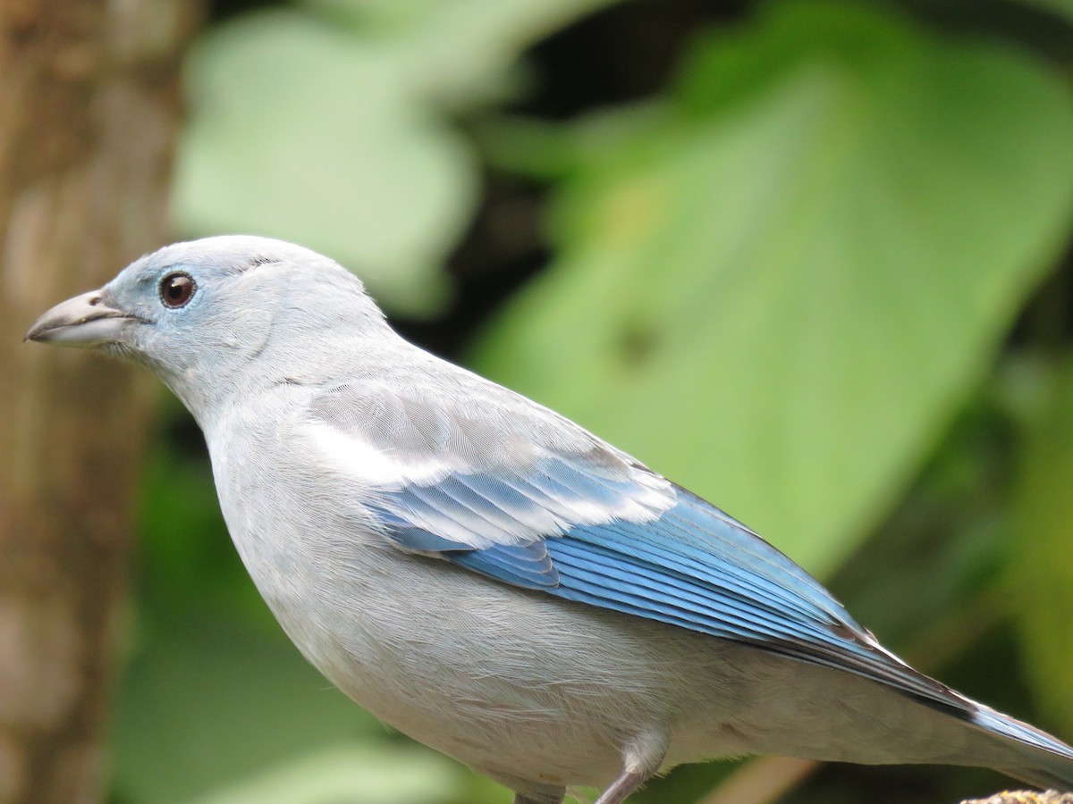 Blue-gray Tanager - ML641853587