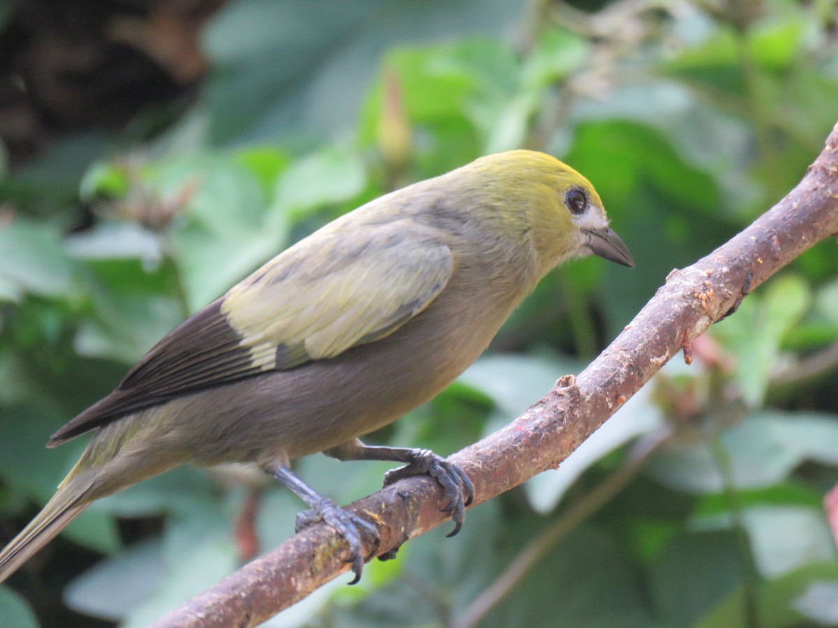Palm Tanager - ML641853593