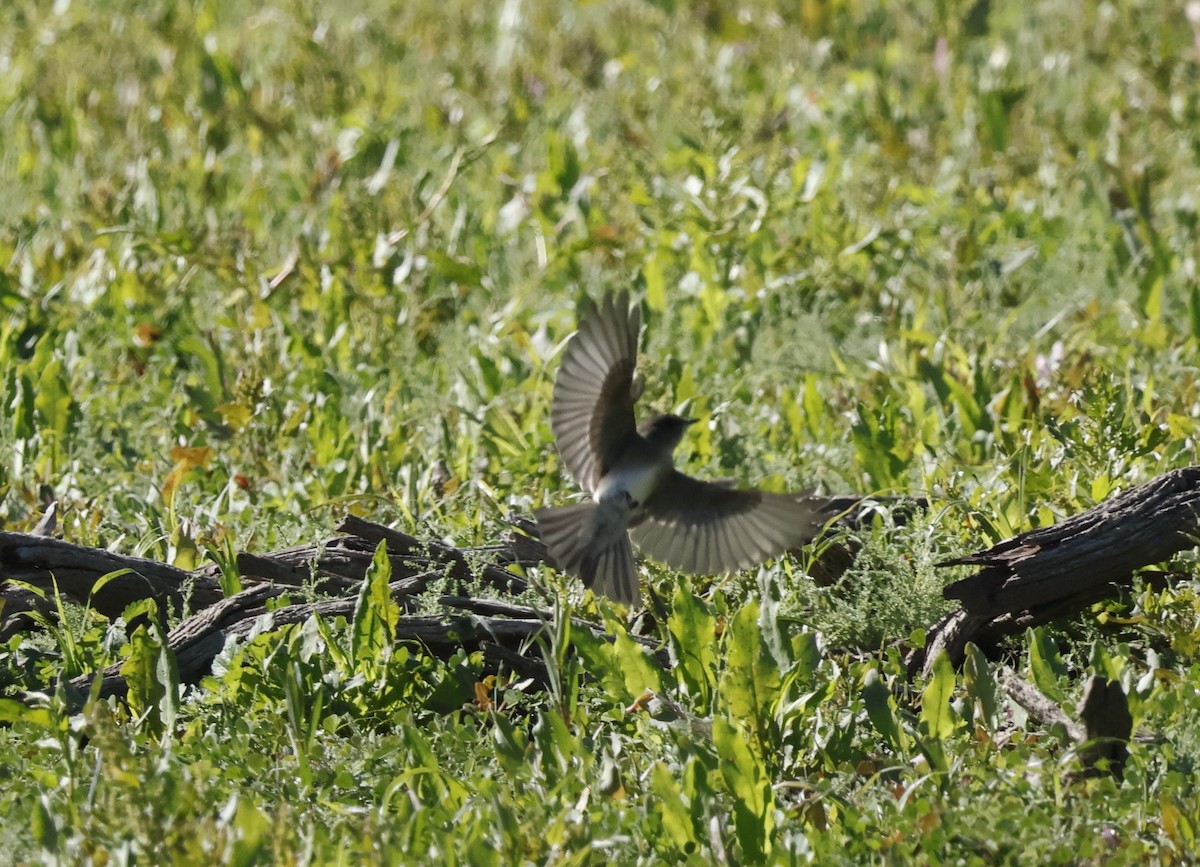 Western Flycatcher - ML641853597