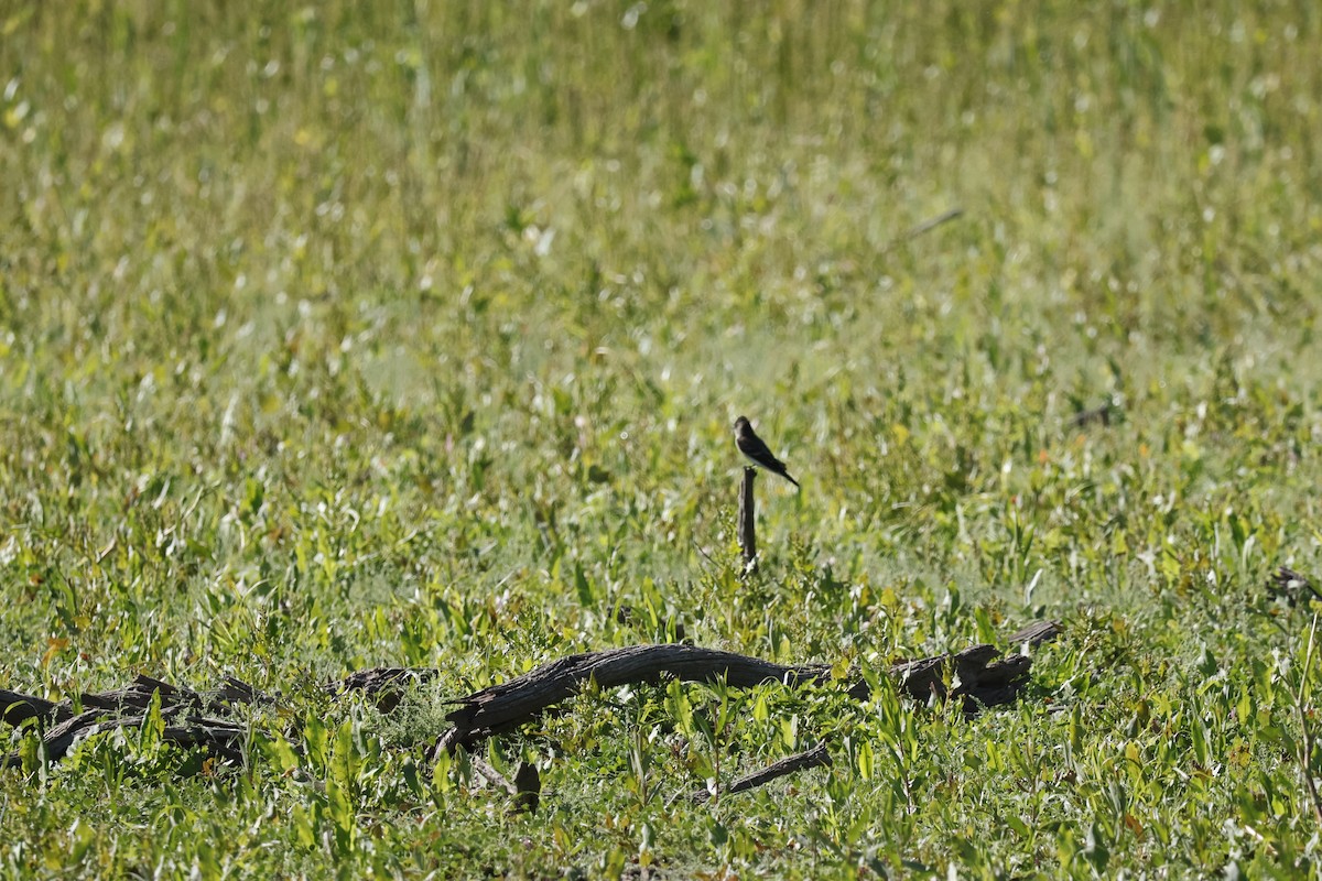 Western Flycatcher - ML641853598