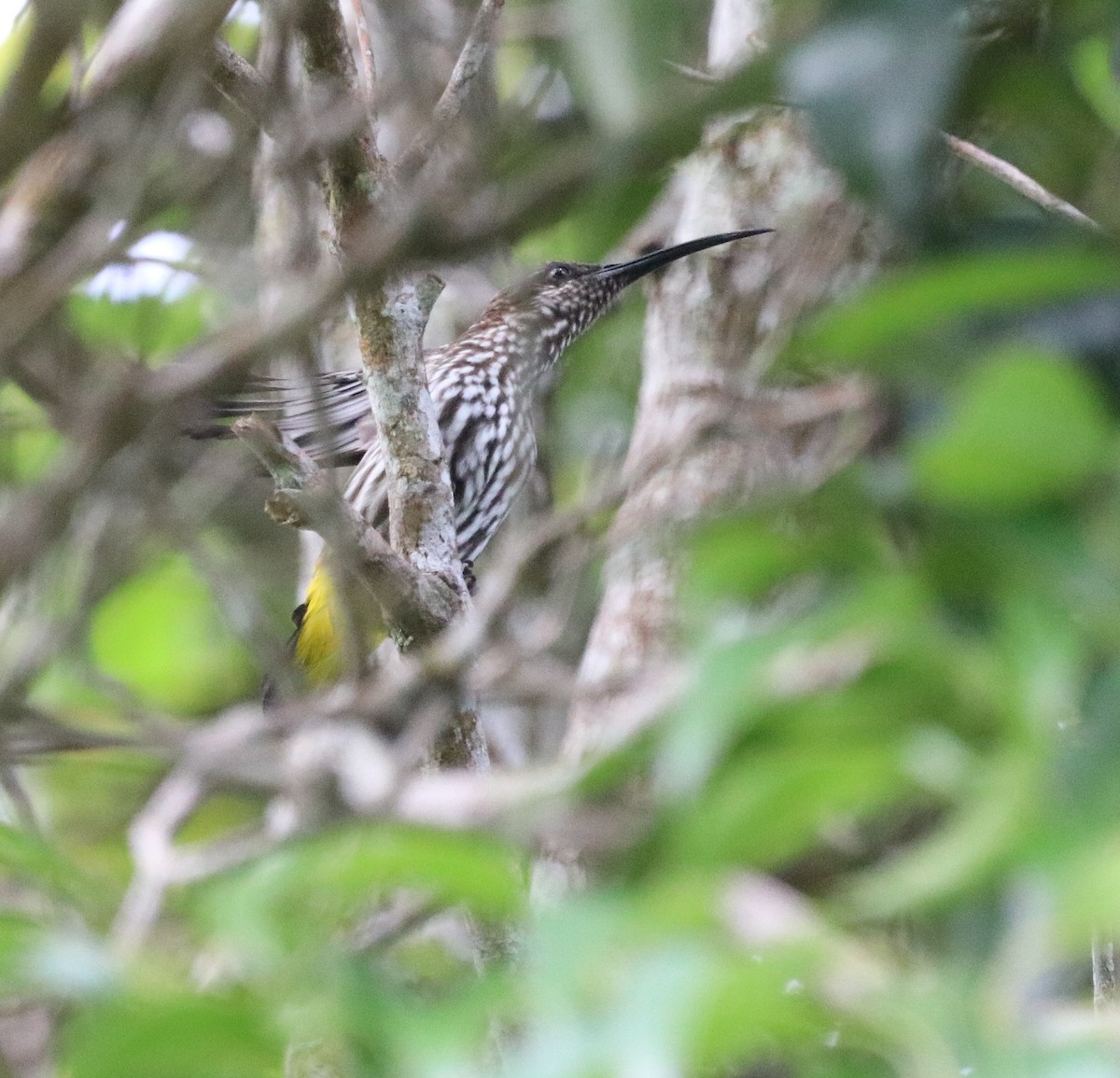 Whitehead's Spiderhunter - ML641853610