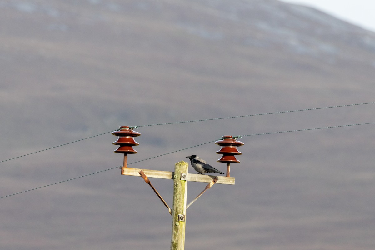 Hooded Crow - ML641853611