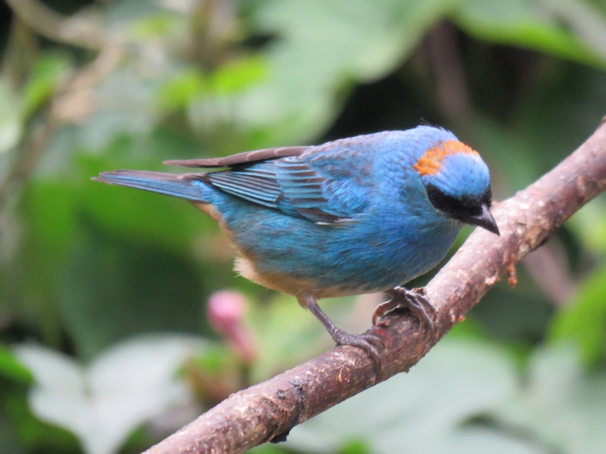 Golden-naped Tanager - ML641853621