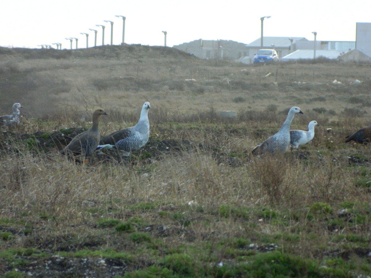 Magallaesko antzara - ML641853632