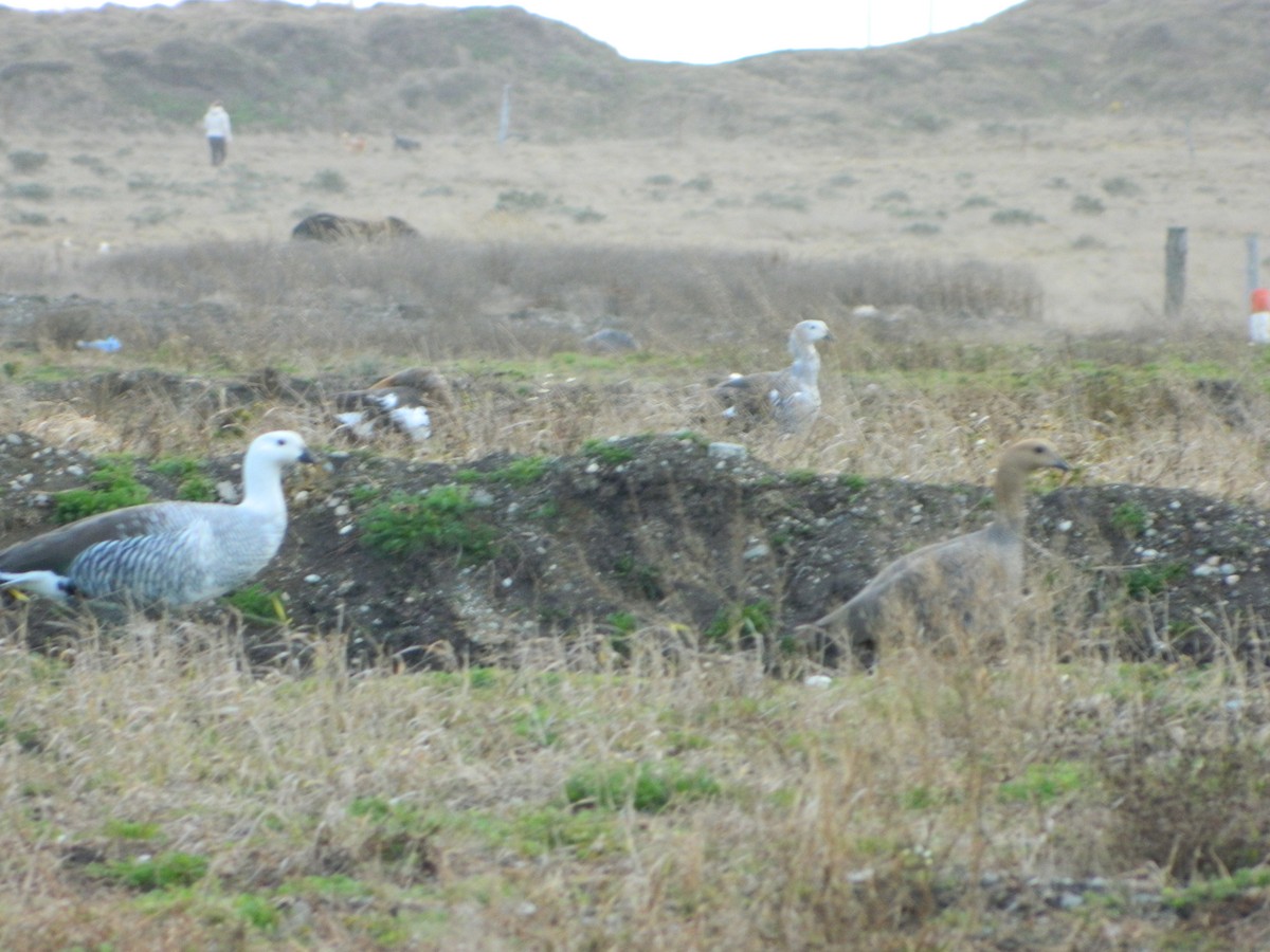 Magallaesko antzara - ML641853633