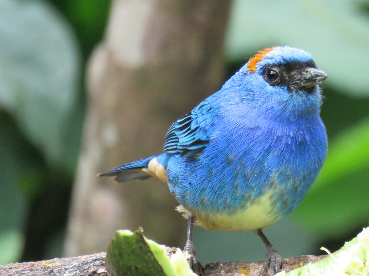 Golden-naped Tanager - ML641853636