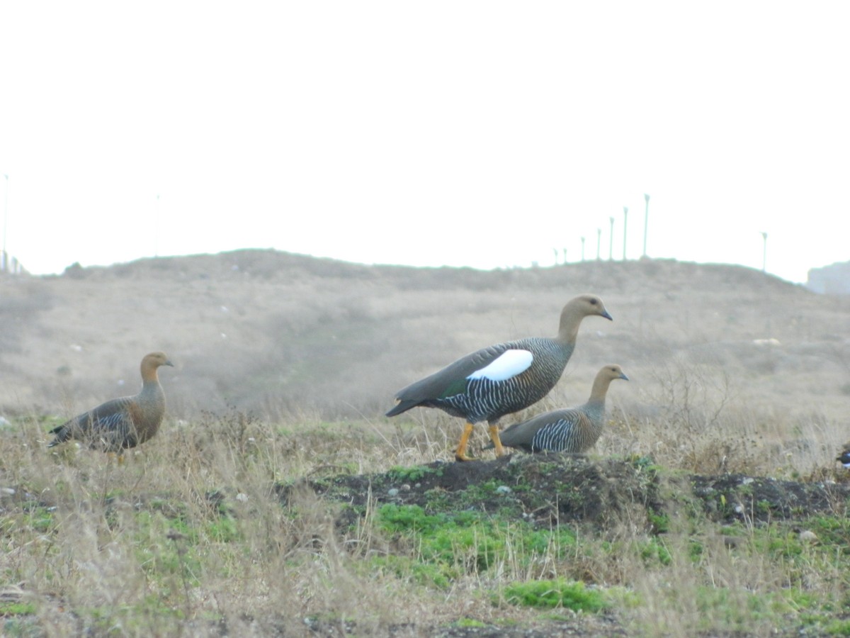 Magallaesko antzara - ML641853637