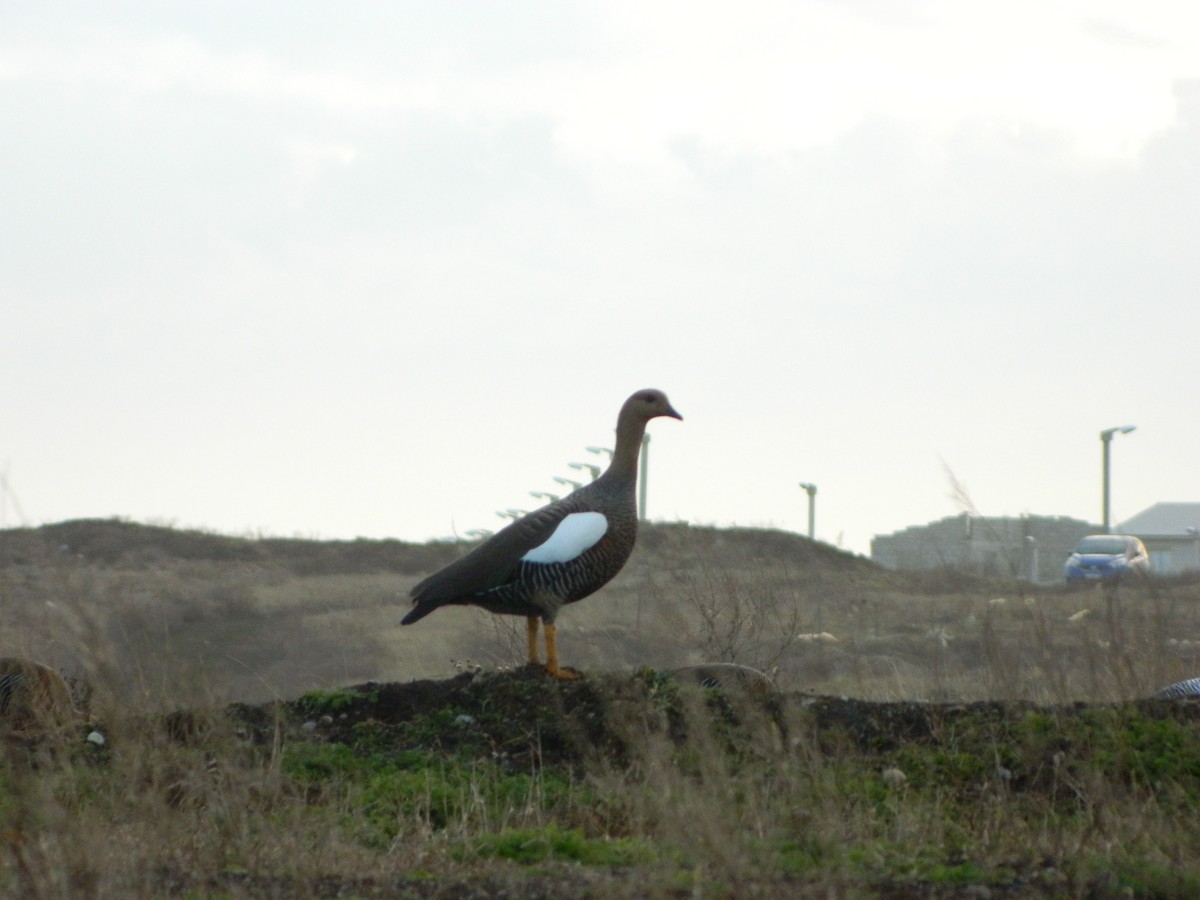Magallaesko antzara - ML641853638