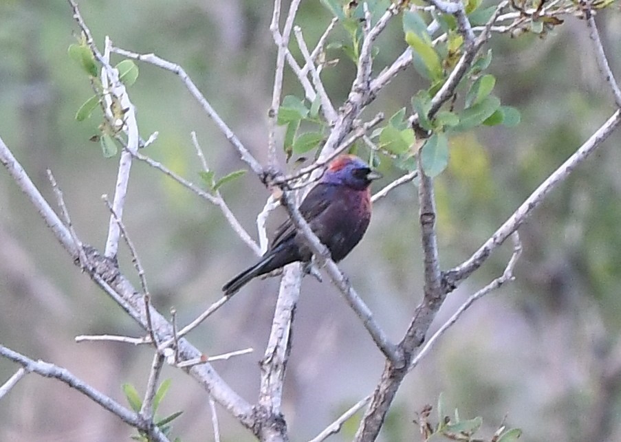 Varied Bunting - ML641853641