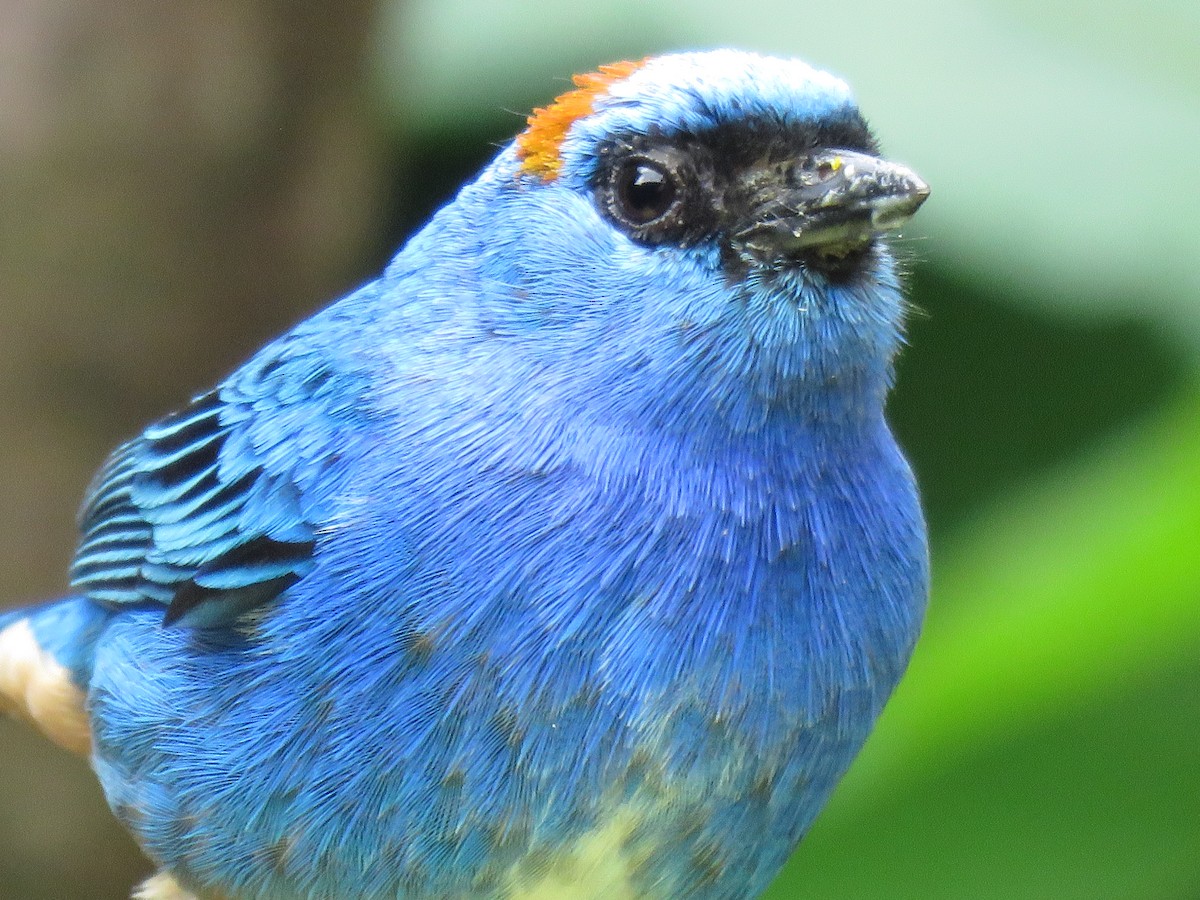 Golden-naped Tanager - ML641853658
