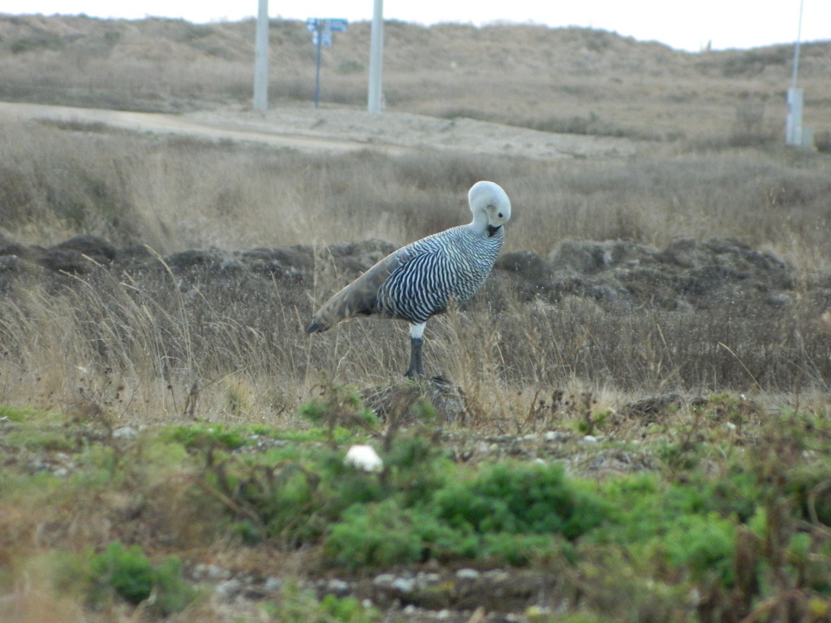 Magallaesko antzara - ML641853659