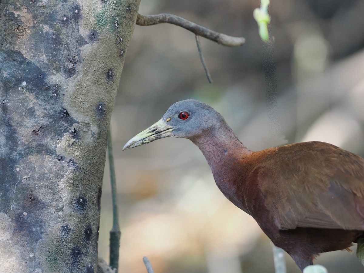 Chestnut Rail - ML641853673