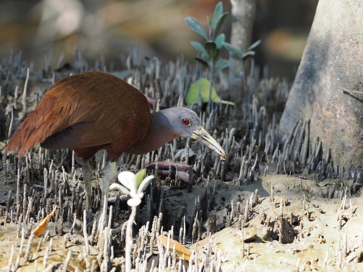 Chestnut Rail - ML641853674