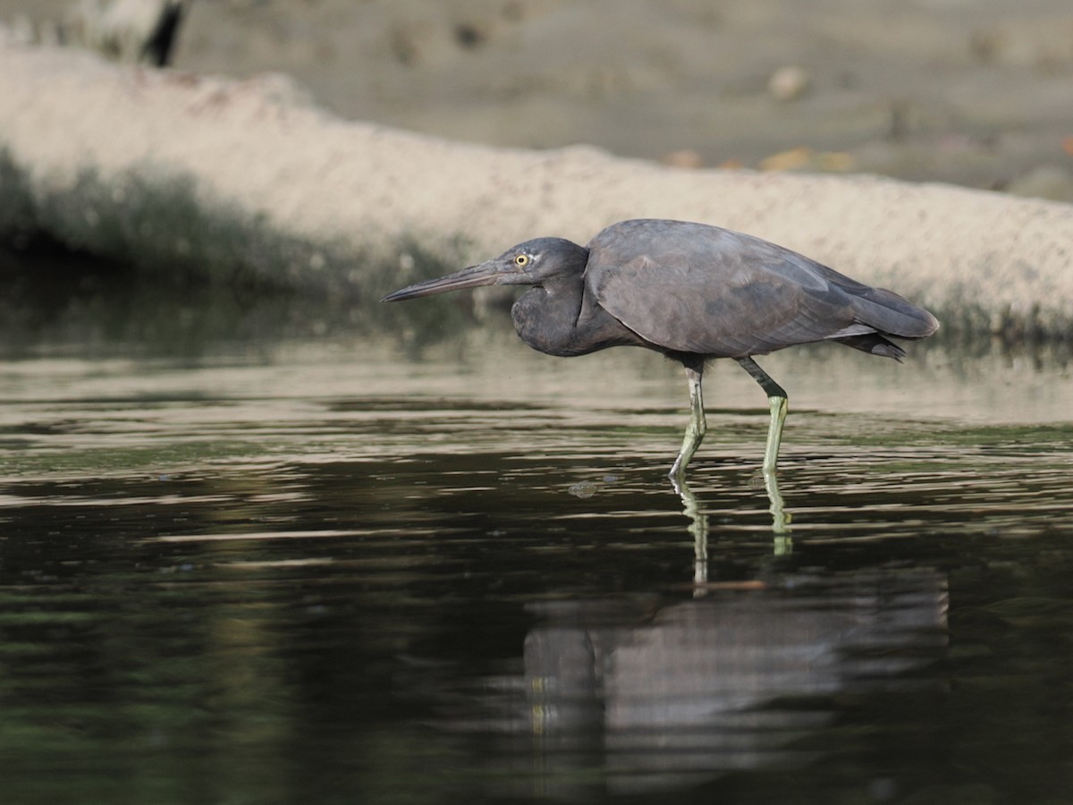 Pacific Reef-Heron - ML641853680