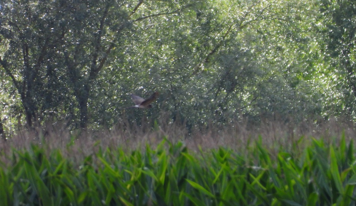 Montagu's Harrier - ML641853684