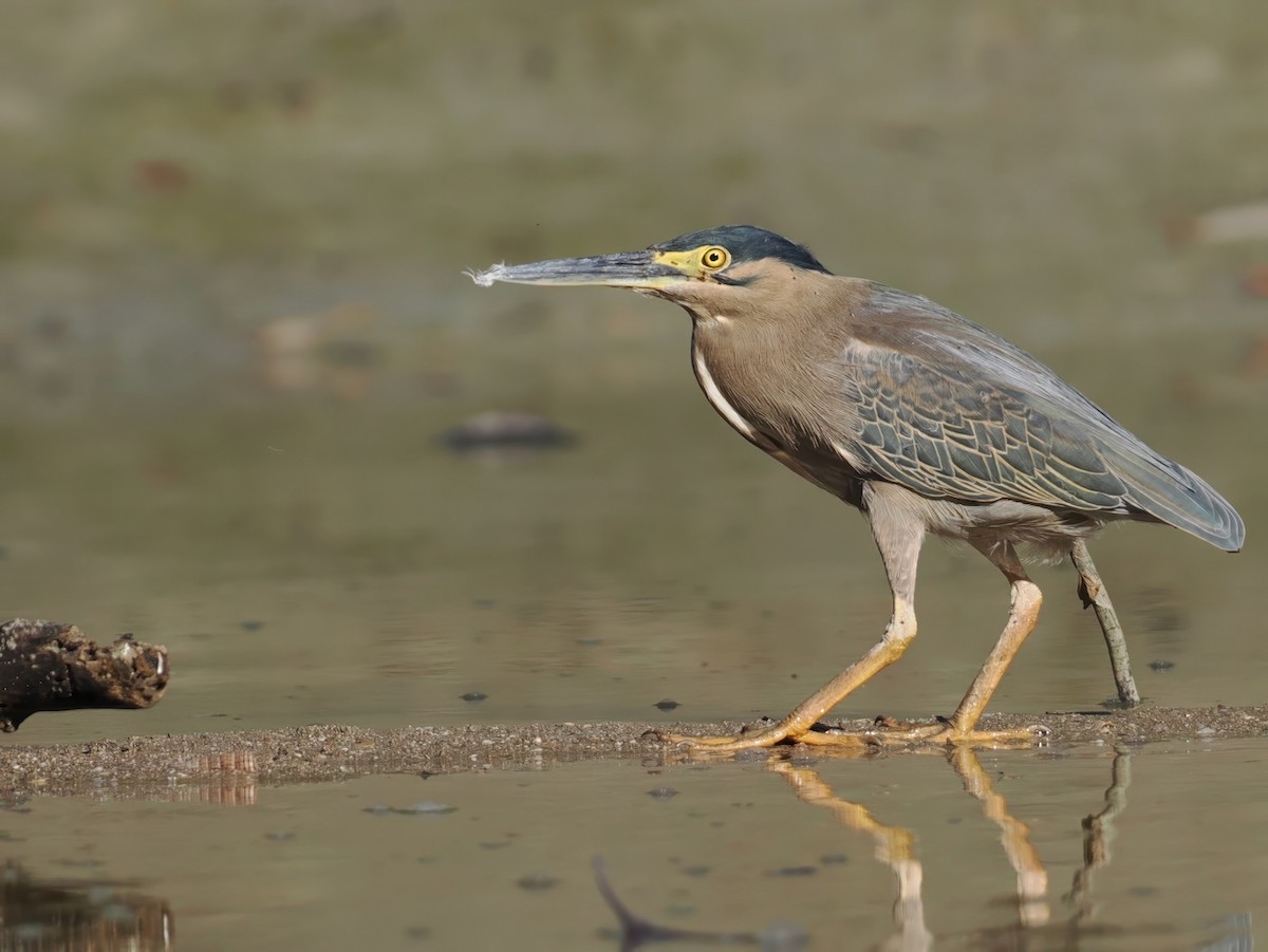 Striated Heron - ML641853685