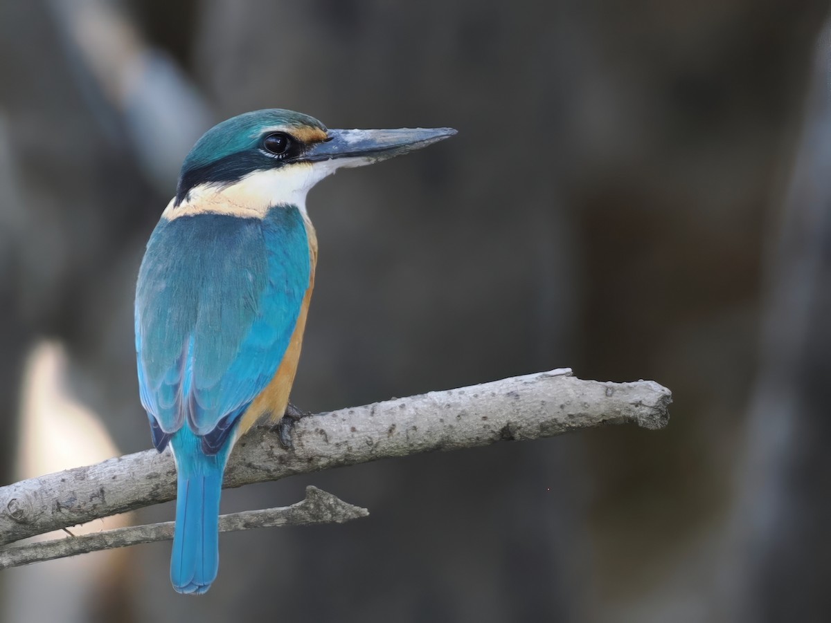 Sacred Kingfisher - ML641853690