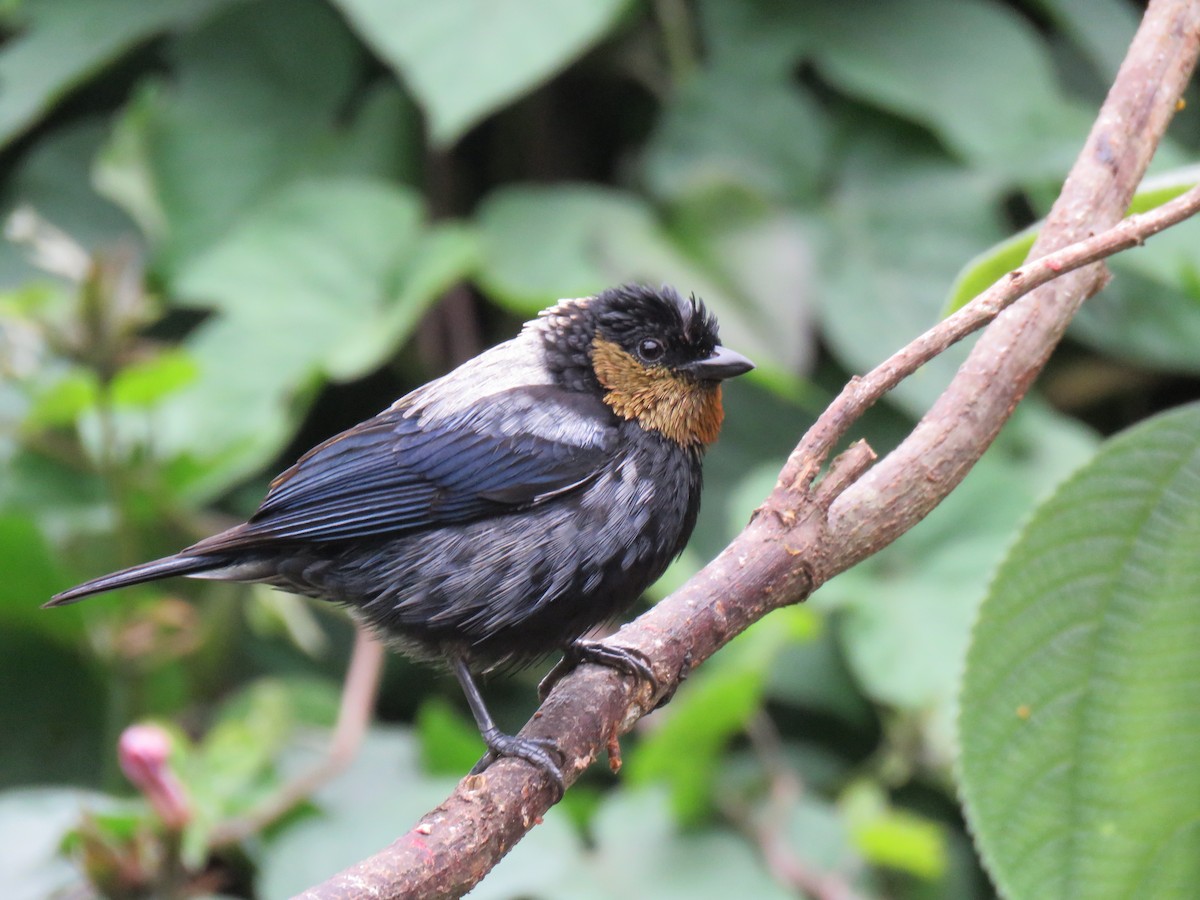 Silvery Tanager - ML641853694
