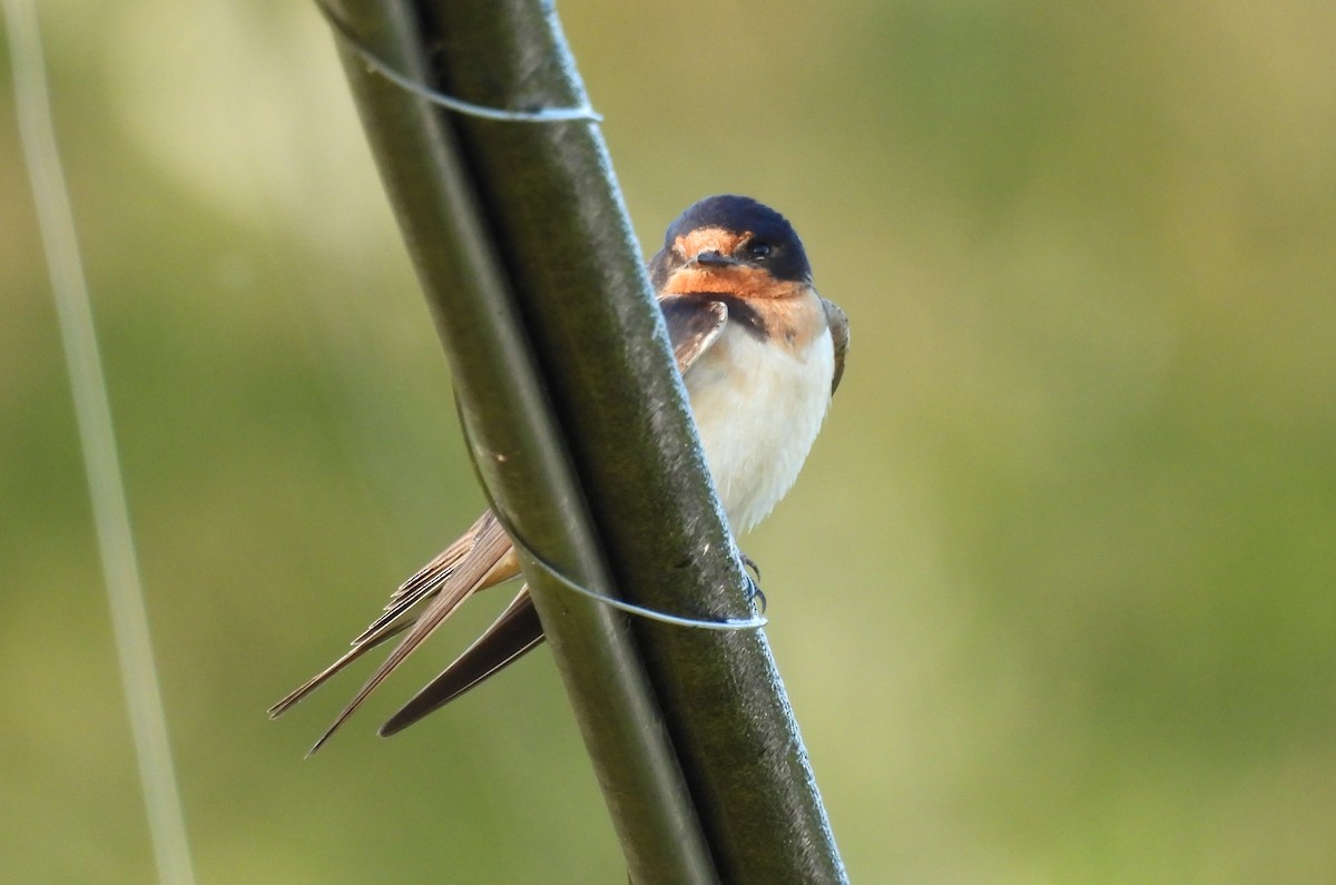 Enara arrunta - ML641853711