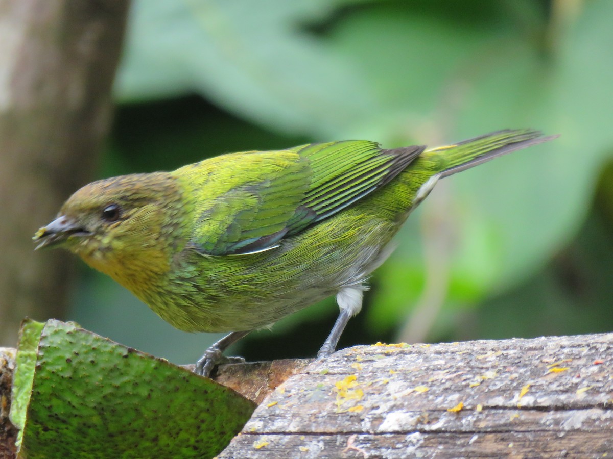 Silvery Tanager - ML641853713