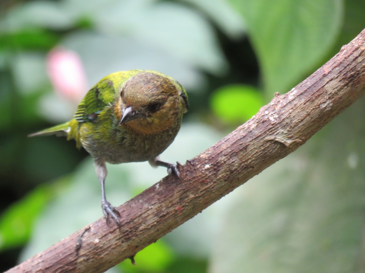 Silvery Tanager - ML641853722