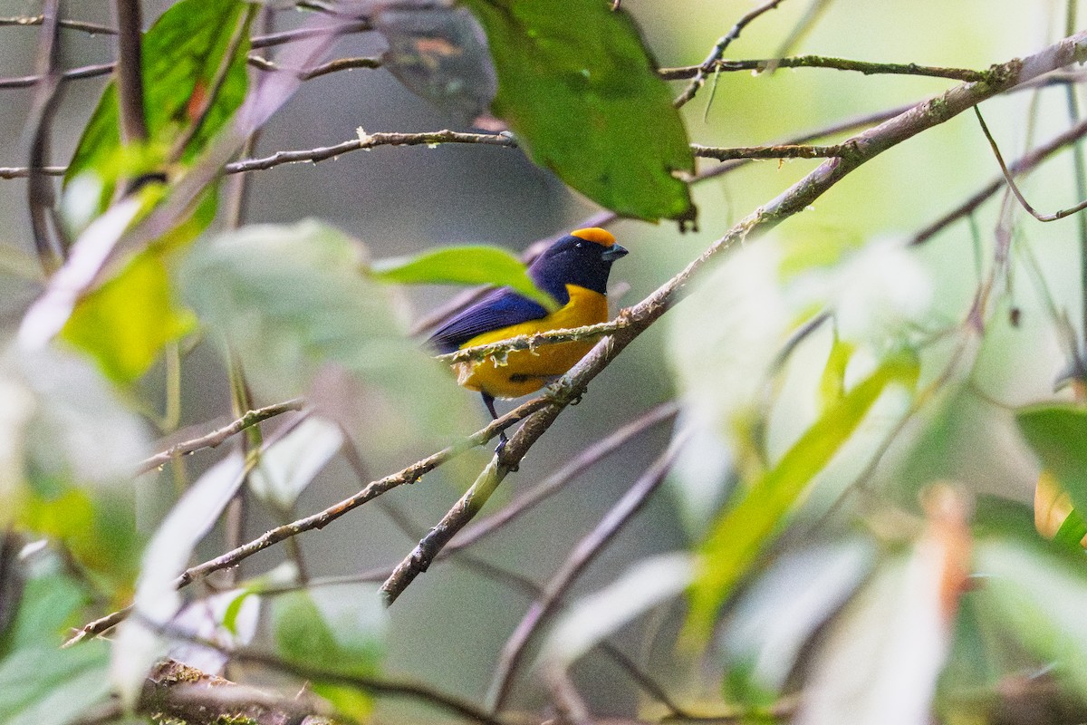 Orange-bellied Euphonia - ML641853782