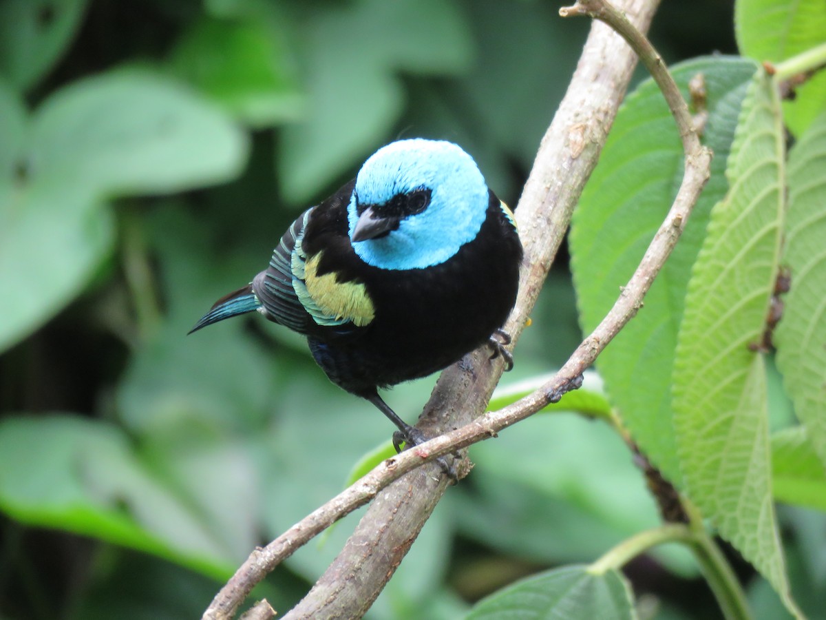 Blue-necked Tanager - ML641853817