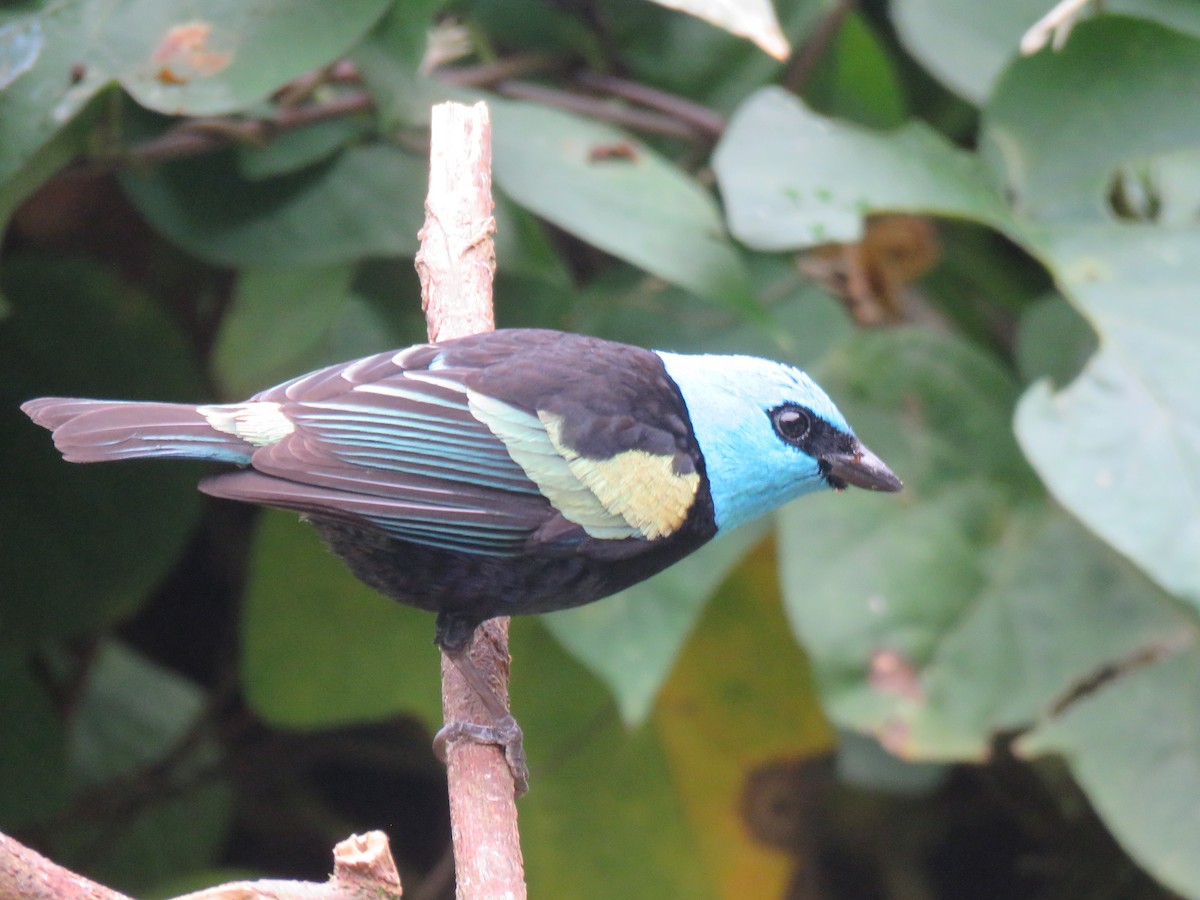 Blue-necked Tanager - ML641853820