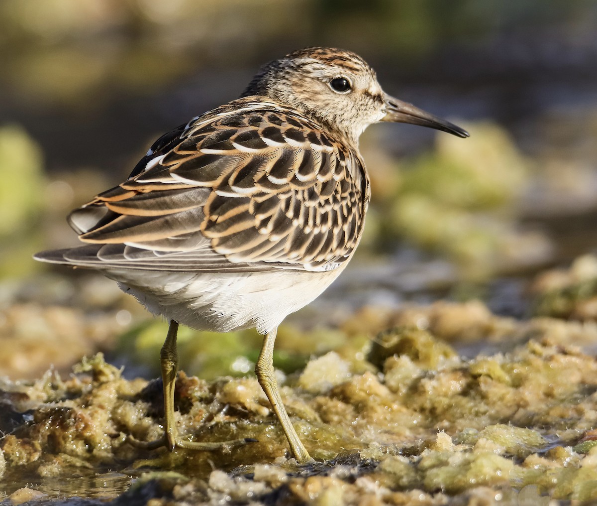 Pectoral Sandpiper - ML641853844