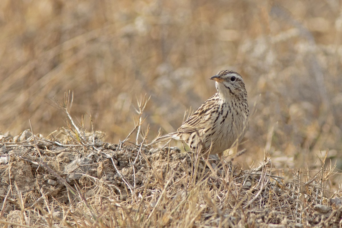 Bisbita del Himalaya - ML641853858