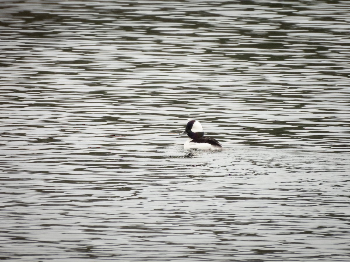 Bufflehead - ML641853864