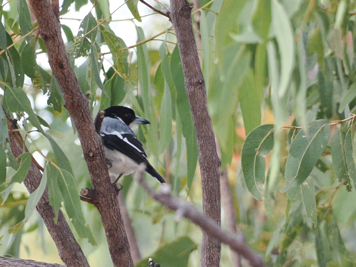Silver-backed Butcherbird - ML641853887
