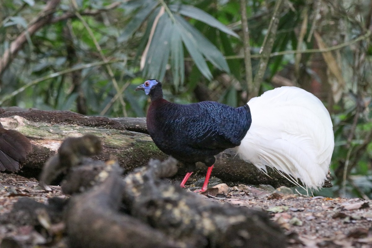 Faisán Coliblanco - ML641853900