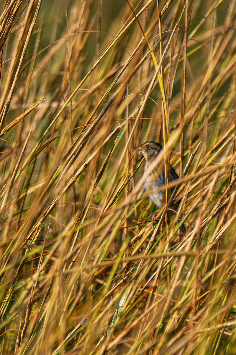 Saltmarsh Sparrow - ML641853909