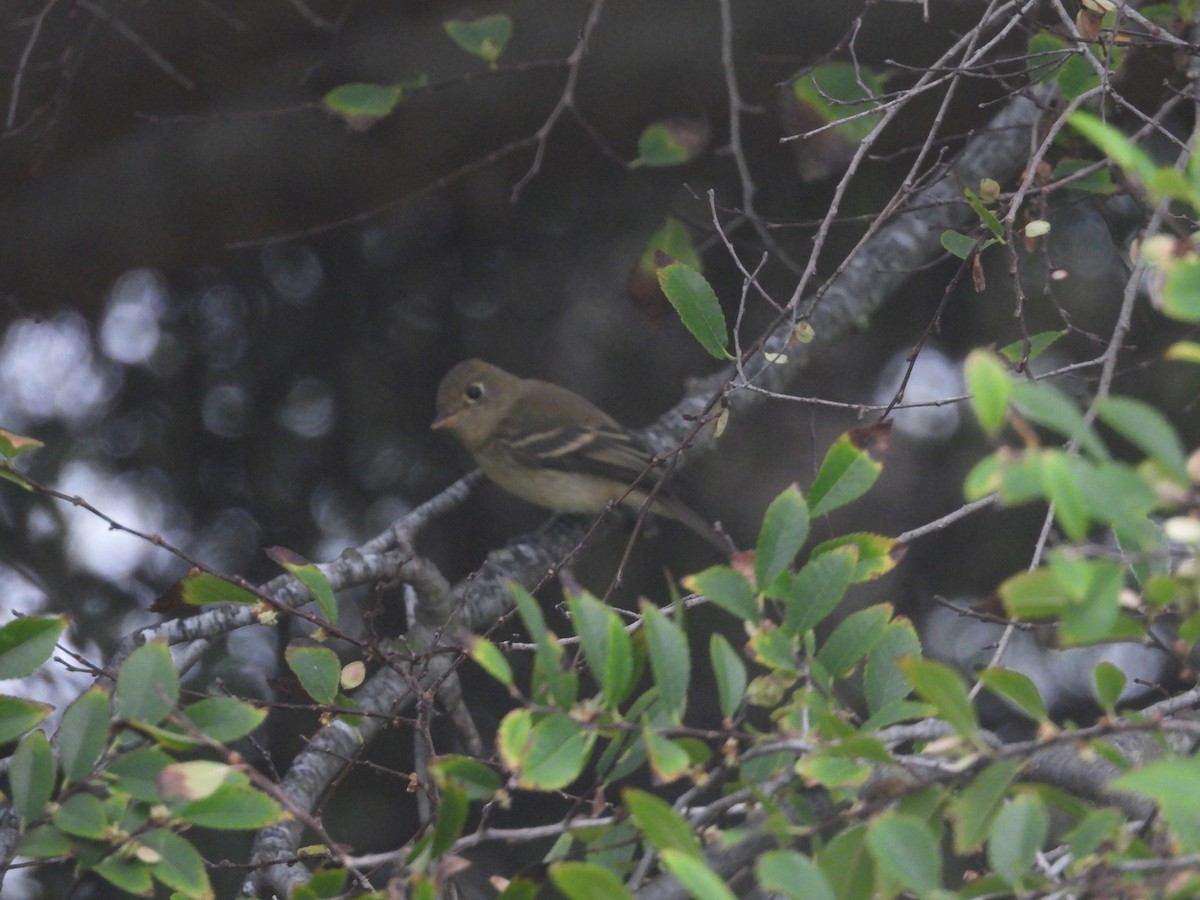 Western Flycatcher - ML641853919