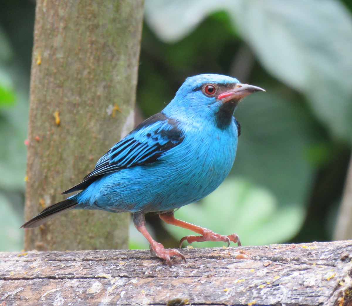 Blue Dacnis - ML641853933