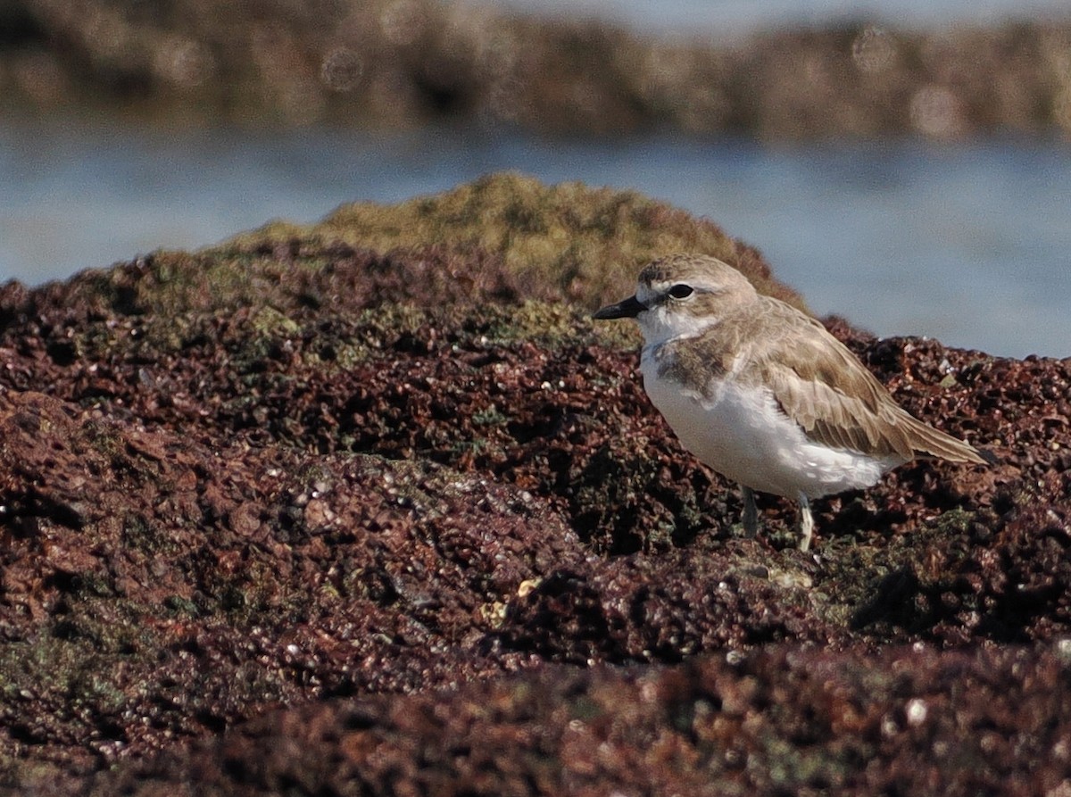 Txirritxo mongoliarra - ML641853948