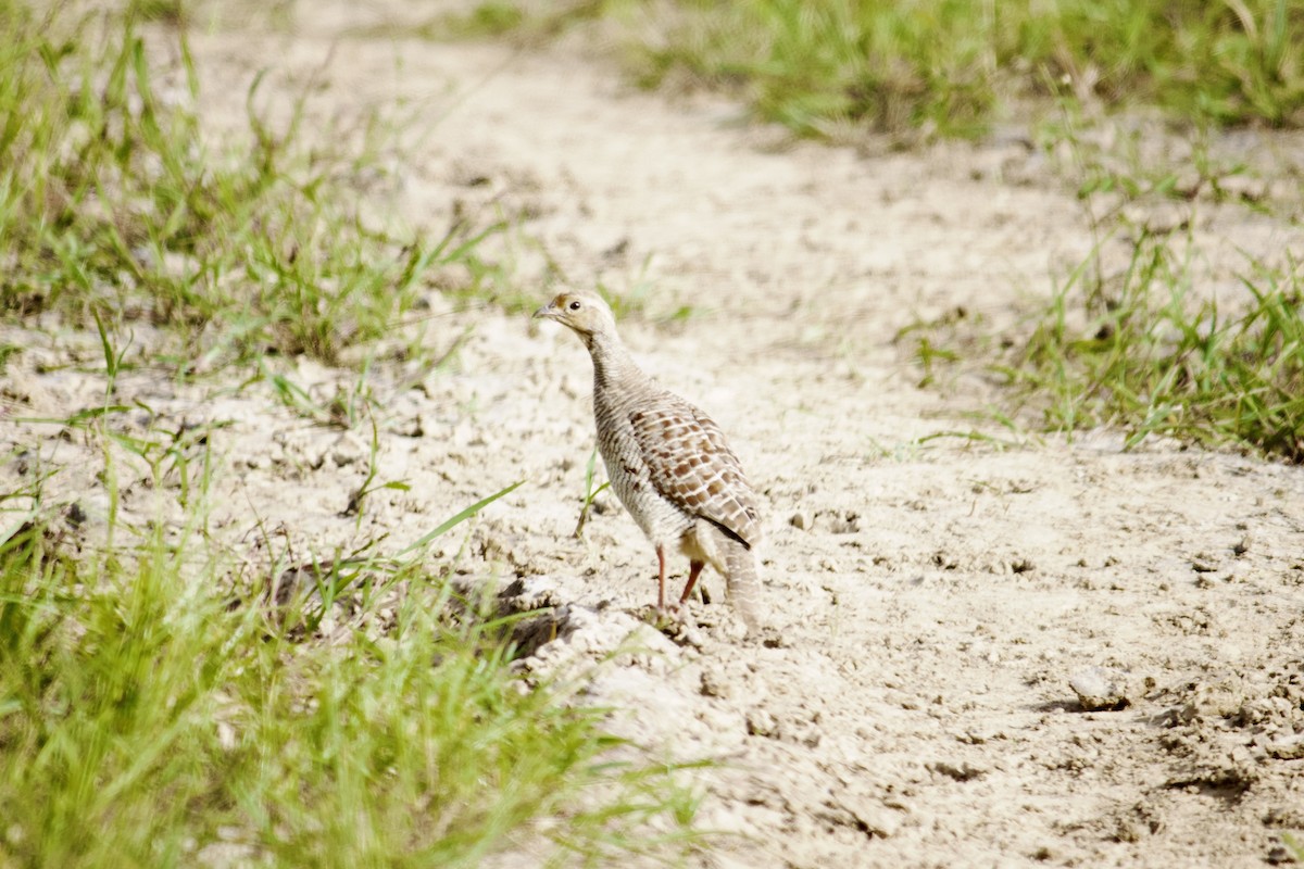 Gray Francolin - ML641853976