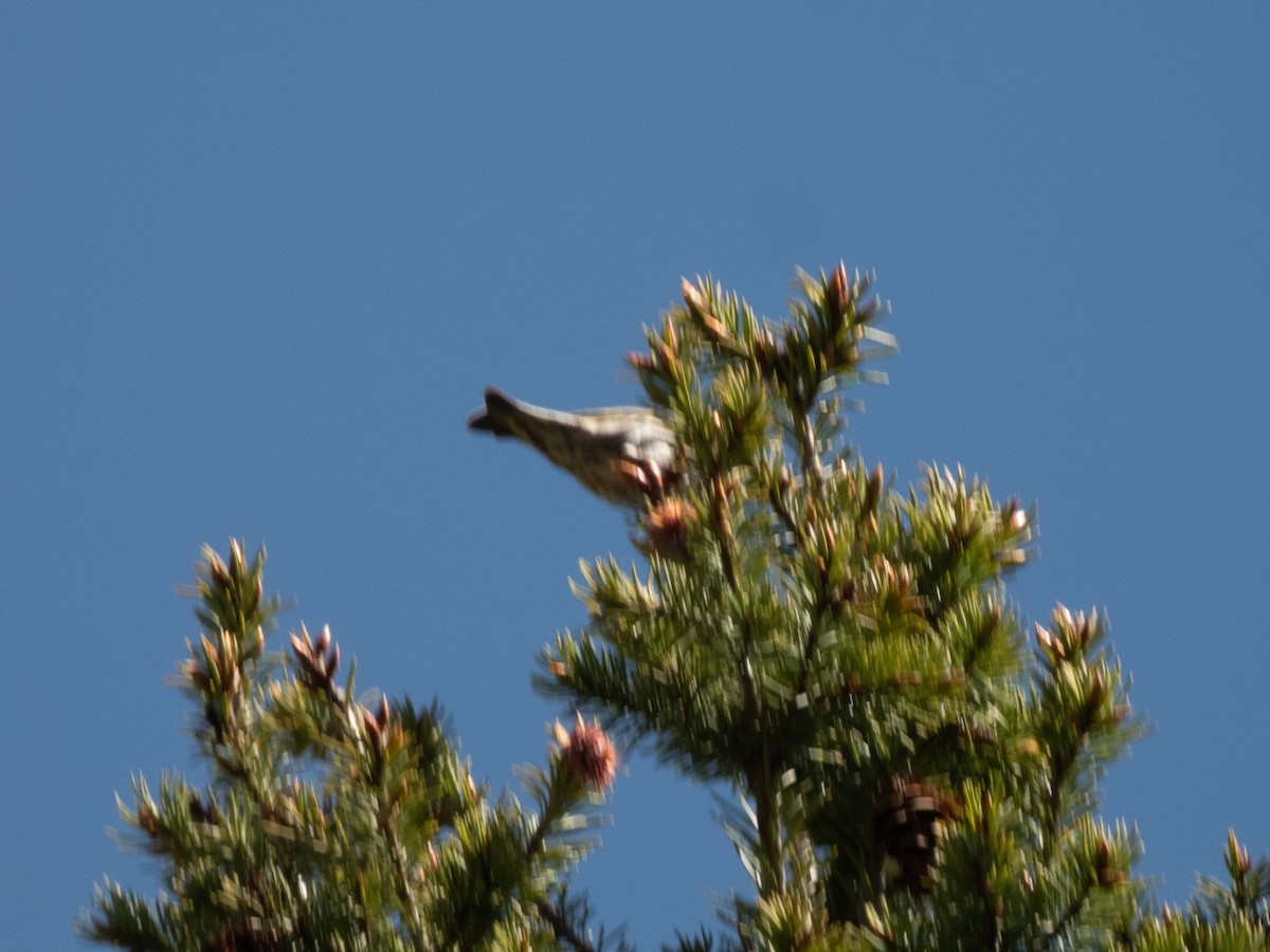 Pine Siskin - ML641853983